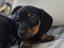 Femela și mascul din rasa teckel tekel techel