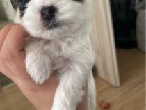 Vând căței Bichon