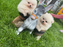 Pui pomeranian își cauta o noua căsuță