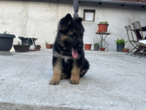 Catel ciobensc german