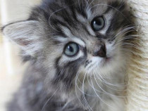 Maine Coon puiuți