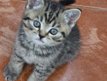Pui british shorthair