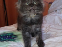 Pui de Maine Coon