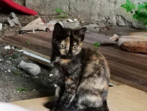 Pisicuta tortoiseshell pui, gratuit