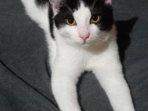 Metis British Shorthair pui, gratuit