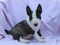 Mini Bull Terrier – Cățeluși frumoși