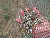 Puiet peste LIN pentru populare