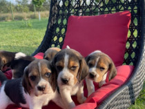 Cățeluși beagle în vârstă de 7 săptămâni