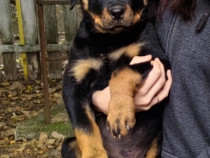 Rottweiler pui superbi