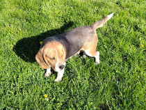 Femelă beagle tricolor
