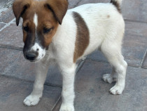 Fox Terrier vaccin,deparazitare,carnet de sănătate
