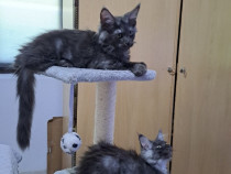 Pui pisica rasa Maine Coon