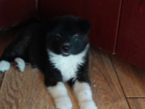 Căței rasa akita inu