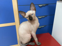 Vand pisica sphynx
