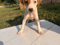 Jack Russell Terierr