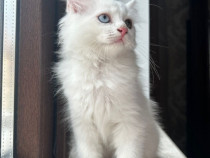 Motanel angora 2 luni