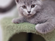 Pisoiasi british shorthair
