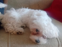 Vand Bichon Maltez 14 saptamani