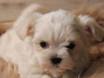 Bichon maltez mini toy