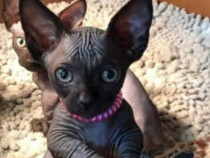 Sfinx sphinx băieței și fetițe