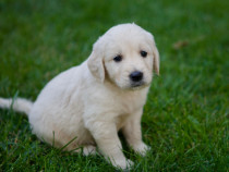 Pui Golden Retriever