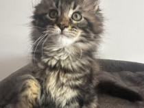Maine coon băieței și fetițe