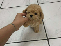 Maltipoo Mini Toy