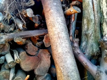 Lemne de foc gata de utilizare &icirc;n sobe sau șeminee