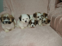Catelusi Shih Tzu