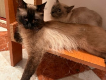 Motan birmanez de 3 ani