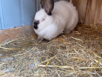 Femele uriaș de Transilvania