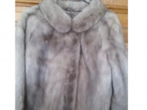 Haina blana scurta vizon Mustela deosebita pretentiosi