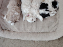 Bichoni maltez jucăuși.