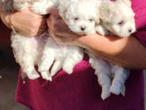 Cadou de sărbători Bichon maltez jucăuș.