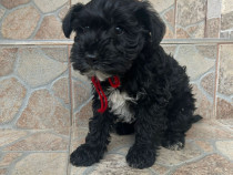 Căței rasa Snoodle Dog