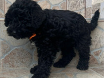 Căței rasa Snoodle Dog