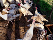 Curci și curcani!!!