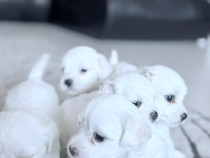 Atentie! Puiuții mei bichon își caută o familie iubitoare