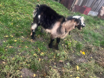 Capra și țap grase