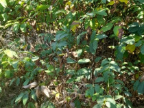 Puieți, pomi fructiferi, nuci