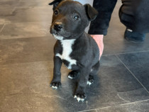 Pui de Amstaff disponibili