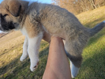 Pui AKITA INU japonez