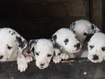 Pui dalmatieni pentru sufletul tau