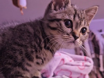 Pisicuta British 3 luni