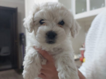 Cățelușă drăgălașă și jucăușă (maltipoo + bichon)