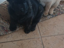 Căței bulldog francez