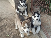 Catelusi Husky Siberian