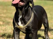 Cățelușa Cane Corso cu pedigree tip A
