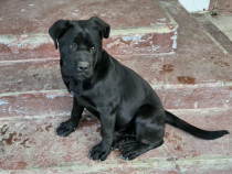 Catelusa cane corso