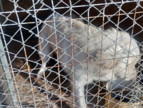 Pereche golden retriever